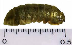 Attēlu rezultāti vaicājumam “Armadillidium pulchellum”