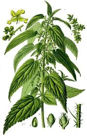 Attēlu rezultāti vaicājumam “Urtica dioica fruit”