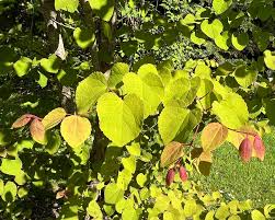 Attēlu rezultāti vaicājumam “Cercidiphyllum japonicum flower”