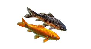 Image result for Cyprinus rubrofuscus