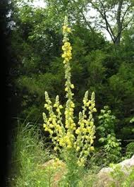 Attēlu rezultāti vaicājumam “Verbascum thapsus flower”