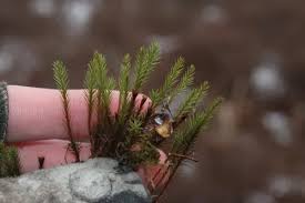 Attēlu rezultāti vaicājumam “Polytrichum strictum”