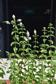 Attēlu rezultāti vaicājumam “Mentha spicata flower”