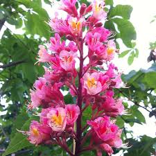 Attēlu rezultāti vaicājumam “Aesculus x hybrida bud”