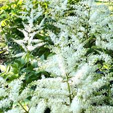 Attēlu rezultāti vaicājumam “Schisandra chinensis flower”