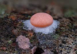 Attēlu rezultāti vaicājumam “Dictydiaethalium plumbeum spores”