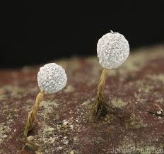 Attēlu rezultāti vaicājumam “Badhamia capsulifera var. arborea spores”