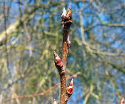 Attēlu rezultāti vaicājumam “Prunus padus var. roseiflora”