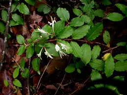 Attēlu rezultāti vaicājumam “Caprifoliaceae”