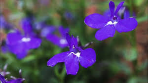 Image result for Lobelia erinus