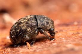 Attēlu rezultāti vaicājumam “Anthribus nebulosus”