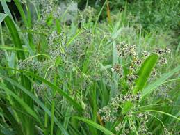 Attēlu rezultāti vaicājumam “Scirpus sylvaticus fruit”