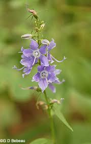 Image result for Campanula americana