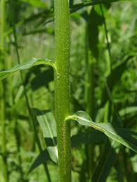 Attēlu rezultāti vaicājumam “Solidago canadensis”