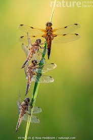 Attēlu rezultāti vaicājumam “Libellula quadrimaculata”