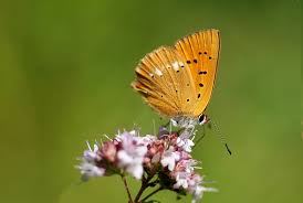 Attēlu rezultāti vaicājumam “Lycaena virgaureae male”