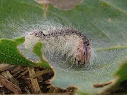 Attēlu rezultāti vaicājumam “Acronicta megacephala larva”