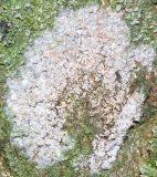 Attēlu rezultāti vaicājumam “Athelia arachnoidea”