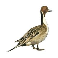 Image result for Anas acuta