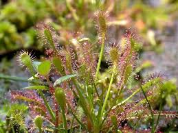 Attēlu rezultāti vaicājumam “Drosera intermedia”