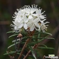 Attēlu rezultāti vaicājumam “Ledum palustre flower”