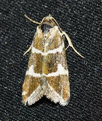 Attēlu rezultāti vaicājumam “Deltote bankiana”