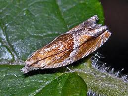 Attēlu rezultāti vaicājumam “Ancylis laetana”