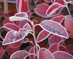 Attēlu rezultāti vaicājumam “Amelanchier canadensis”