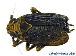 Attēlu rezultāti vaicājumam “Javesella pellucida”