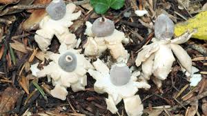 Attēlu rezultāti vaicājumam “Geastrum quadrifidum”
