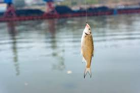 Image result for Rutilus heckelii