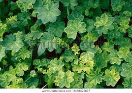 Attēlu rezultāti vaicājumam “Alchemilla subcrenata”