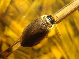 Attēlu rezultāti vaicājumam “Colymbetes striatus”