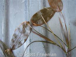 Attēlu rezultāti vaicājumam “Potamogeton natans leaf”