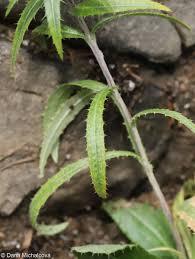 Attēlu rezultāti vaicājumam “Carlina biebersteinii leaf”