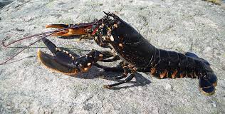 Image result for Homarus gammarus