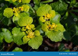 Attēlu rezultāti vaicājumam “Chrysosplenium alternifolium”