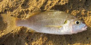 Image result for Pomadasys incisus