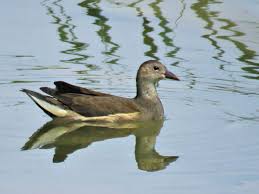 Attēlu rezultāti vaicājumam “Gallinula chloropus juvenile”