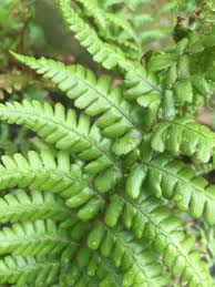 Attēlu rezultāti vaicājumam “Dryopteris affinis”