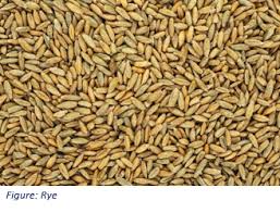 Image result for Secale cereale