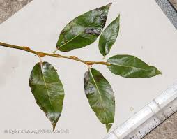 Attēlu rezultāti vaicājumam “Salix pentandra leaf”