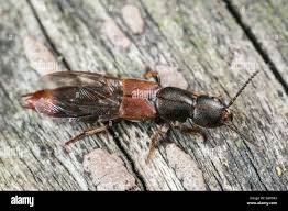 Attēlu rezultāti vaicājumam “Platydracus fulvipes”