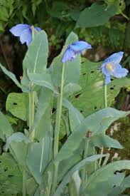 Image result for Scheinmohn blau