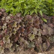 Image result for Heuchera `Palace Purple`