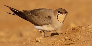 Image result for Glareola maldivarum