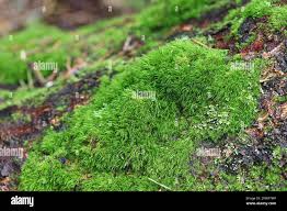 Attēlu rezultāti vaicājumam “| Dicranum”