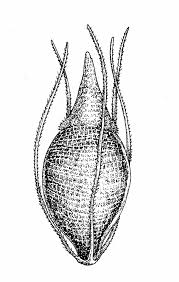 Attēlu rezultāti vaicājumam “Rhynchospora fusca”