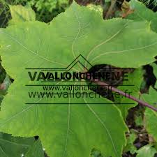 Attēlu rezultāti vaicājumam “Kalopanax septemlobus fruit”