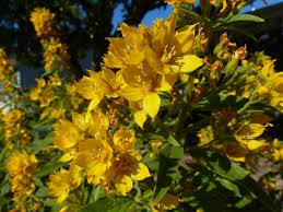 Attēlu rezultāti vaicājumam “Lysimachia punctata flower”